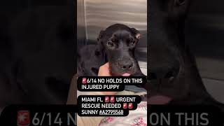 TIME-SENSITIVE: Injured Puppy’s Life Is On The Line, We Need YOUR Help To Save Him [STORY BELOW]