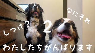 しつけチャレンジ2 バーニーズ マウンテン ドッグ 大型犬との暮らし Youtube