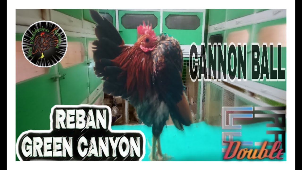 Berkunjung ke kandang Ayam Serama, Green canyon Jamil Serama kota