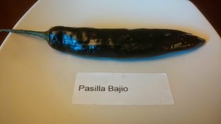 The Pasillo Bajio A Pod Review For Judy Of Pepperlover