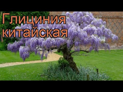 Глициния китайская (wisteria sinsensis) 🌿 китайская глициния обзор: как сажать, саженцы глицинии