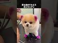 イメチェンした紫ポメラニアンが愛おしすぎる...！ #ポメラニアン #犬 #いぬ