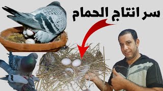 أزاي تخلي الحمام يبيض بسرعة/سر انتاج الحمام وزغاليل كتير Increase pigeon production