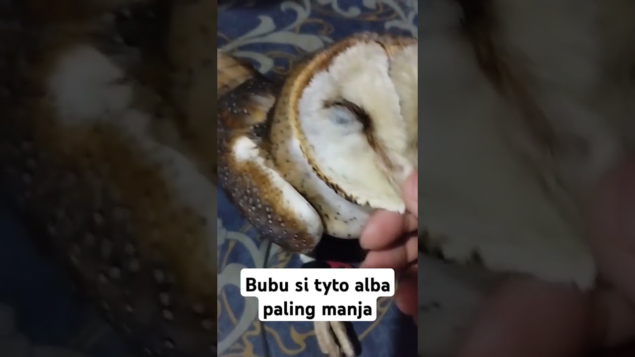 burung hantu tyto alba 