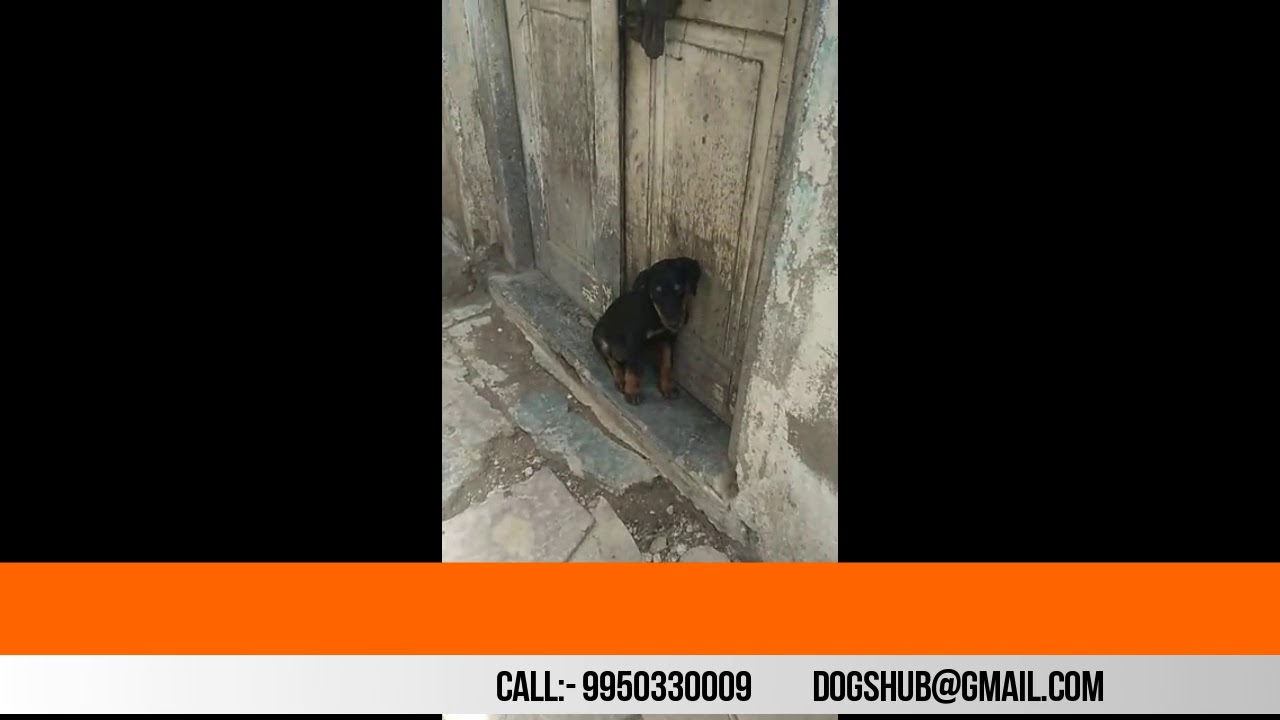 Doberman puppies sale in Jaipur rajasthan sheppard software