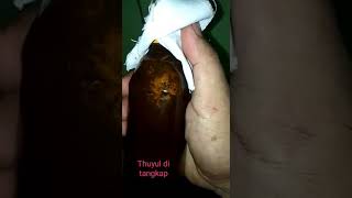 Cara Menangkap Tuyul