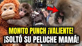 Download Lagu PUNCH el MONITO DEJÓ su PELUCHE MAMÁ y CONSIGUE AMIGOS  en el ZOOLOGICO MP3