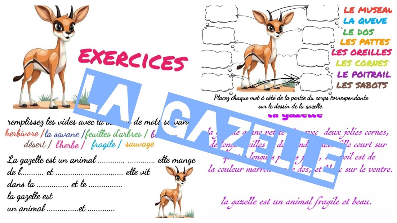 production écrite sur les parties du corps de la gazelle + exercices de compréhension de l'écrit 