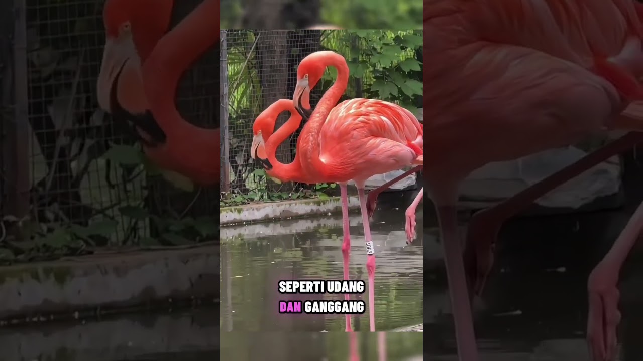 Flamingos are famous for their bright pink feathers