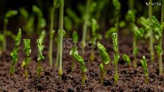 'Watch Sweet Peas Take Flight: Incredible Germination Time Lapse Revealed! 🌱✨'