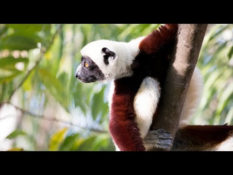 Daily Dose of Nature | Leaping Lemurs! The Wondrous Wildlife of Madagascar
