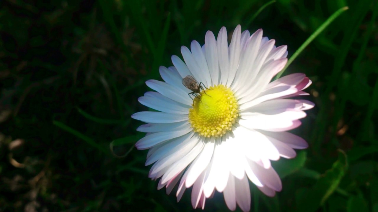 Macro fly flower
