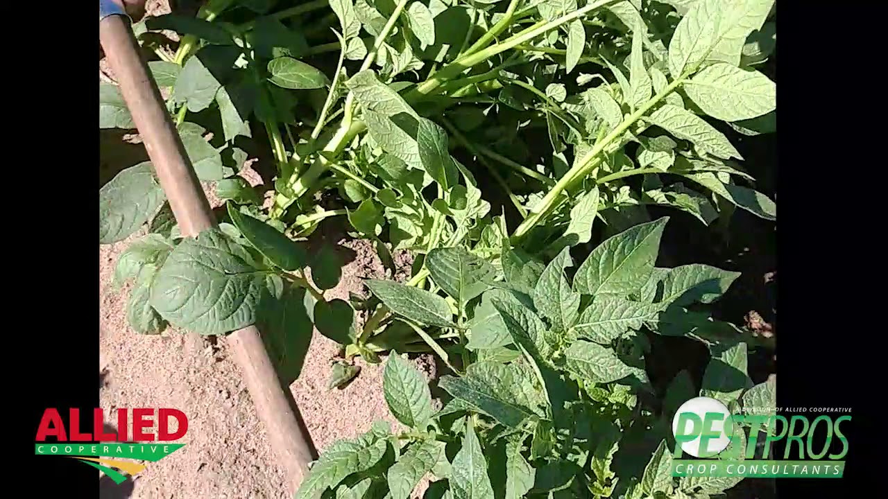 Colorado Potato Beetles YouTube