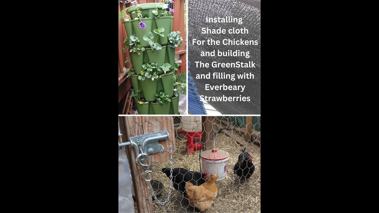 Installing Chicken Shade Cloth GreenStalk for Strawberries Garlic More to Do 