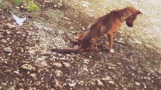 Anjing Ngesot Udah Kyk Suster Ngesot Youtube