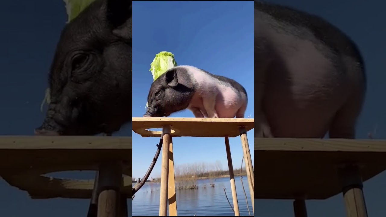 Watch this pig tear up the lettuce! Who says pigs only eat slop?😄 |funny animals videos|