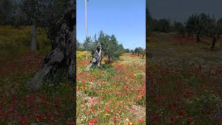 #nature #video #movie #colors #flowers #campagnasalentina #nardò #portoselvaggio #fiori