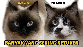 GEMBUL GEMES! PITO SERING DISANGKA MOLO