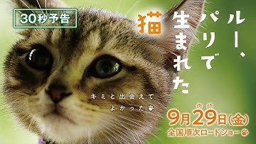 『ルー、パリで生まれた猫』30秒猫予告【9/29(金)全国順次公開】
