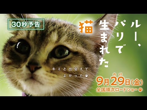 『ルー、パリで生まれた猫』30秒猫予告【9/29(金)全国順次公開】