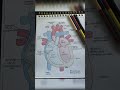 Draw Heart With Labels Anatomy