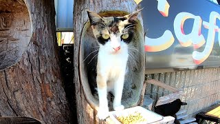 丸太に登ってカリカリを食べる三毛猫がカワイイ