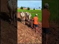 ភ្ជួរស្រែក្បែរជើងភ្នំលាយទេសភាពធម្មជាតិ 🍀🌳