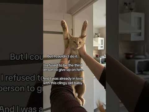 Https Vt Tiktok Com ZSme6hPYP Allergies Catcat Catmom Cat Kitten 