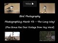Bird Photography - Photographing Marsh Tit with the Sony A1 - The Long Way!