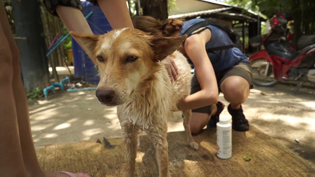 Volunteering at Wildlife Friends Foundation Thailand