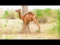 How camels get dangerous disease  camel of thar official