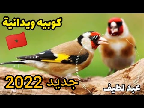 تغريد الحسون كوبيه ويدانية جديد 2024 