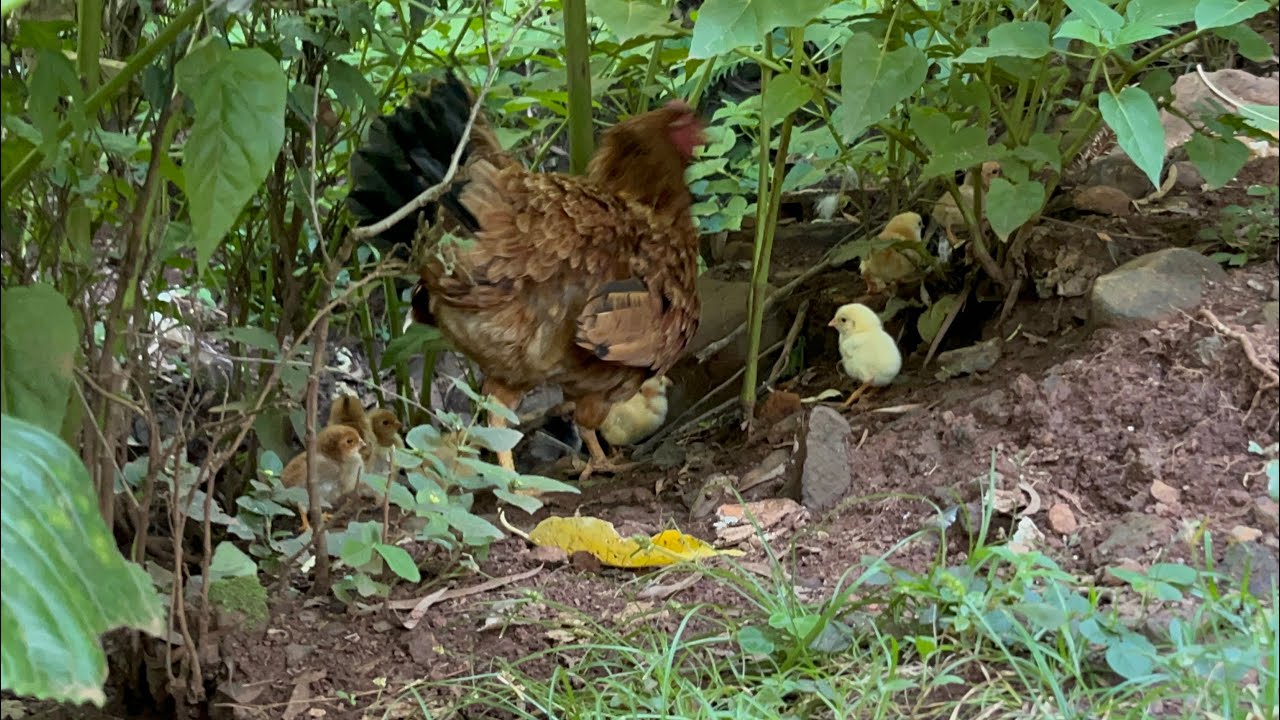 UM DIA NA ROÇA COM SEU PEDRO