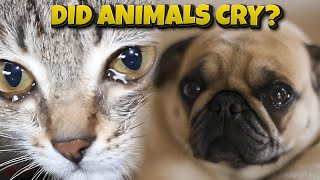 Do Animals Cry?
