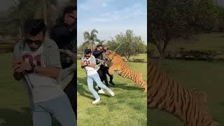 Tigers Can Jump Very High! #animals