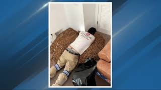 Woodpecker stashes 700 pounds of acorns inside California home #shorts