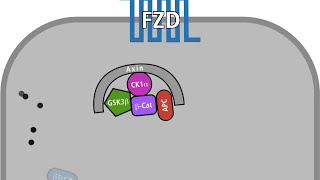 The Wnt pathway in a normal and in a tumour cell