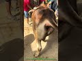 🔥 Shikari Janwar Ka Zabardast Style 😱