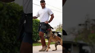 Why Your Dog's Recovery Matters More #dogtraining #malinois #k9