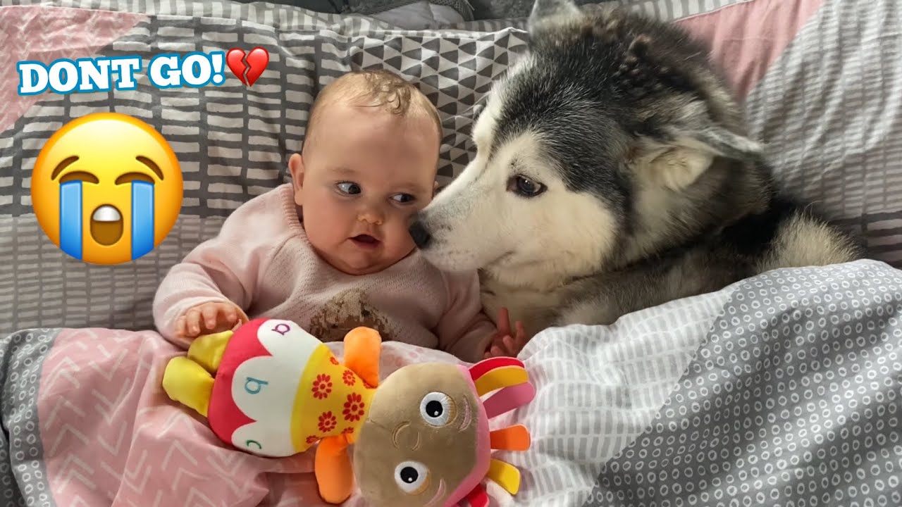 Stubborn Husky REFUSES To Leave Babies Side!..😭😭.
