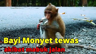 Kasihan Bayi Monyet tewas akibat mabuk jalan #monkey