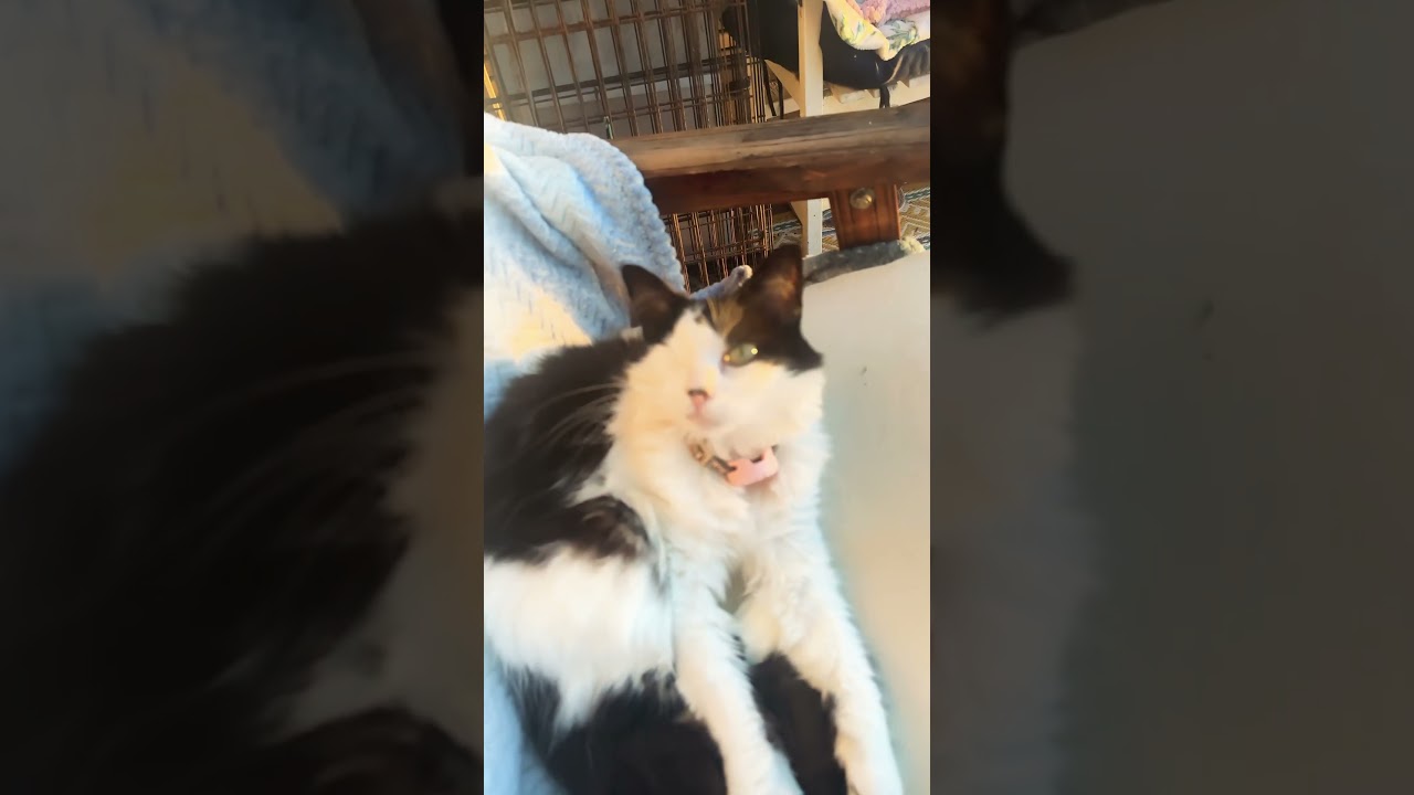 Sunset Kitty, rocking on the rocking chair. 