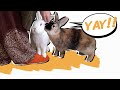 8 Easy Techniques to Make Your Rabbit HAPPY