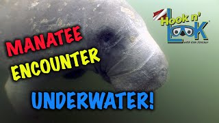 Manatee Encounter - Underwater!