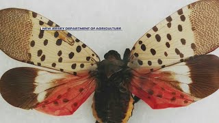See It, Squish It Nj Residents Urged To Stomp Out Spotted Lanternflies