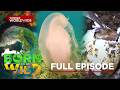 Deadly Ocean Creatures; Philippine Crocodile Egg Survival | Born To Be Wild (Full Episode)