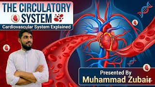 What is circulatory system  &amp;Cardiovascular system explain by Muhammad zubair 