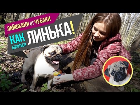 ЛИНЬКА! Как бороться с линькой * Лайфхаки от Чубаки!