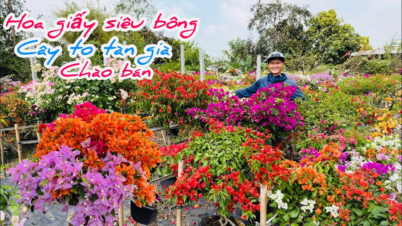 Hoa giấy ghép nhiều màu cây già chào bán bao phí ship..08/03😘📲 0898.802.340.Luật 