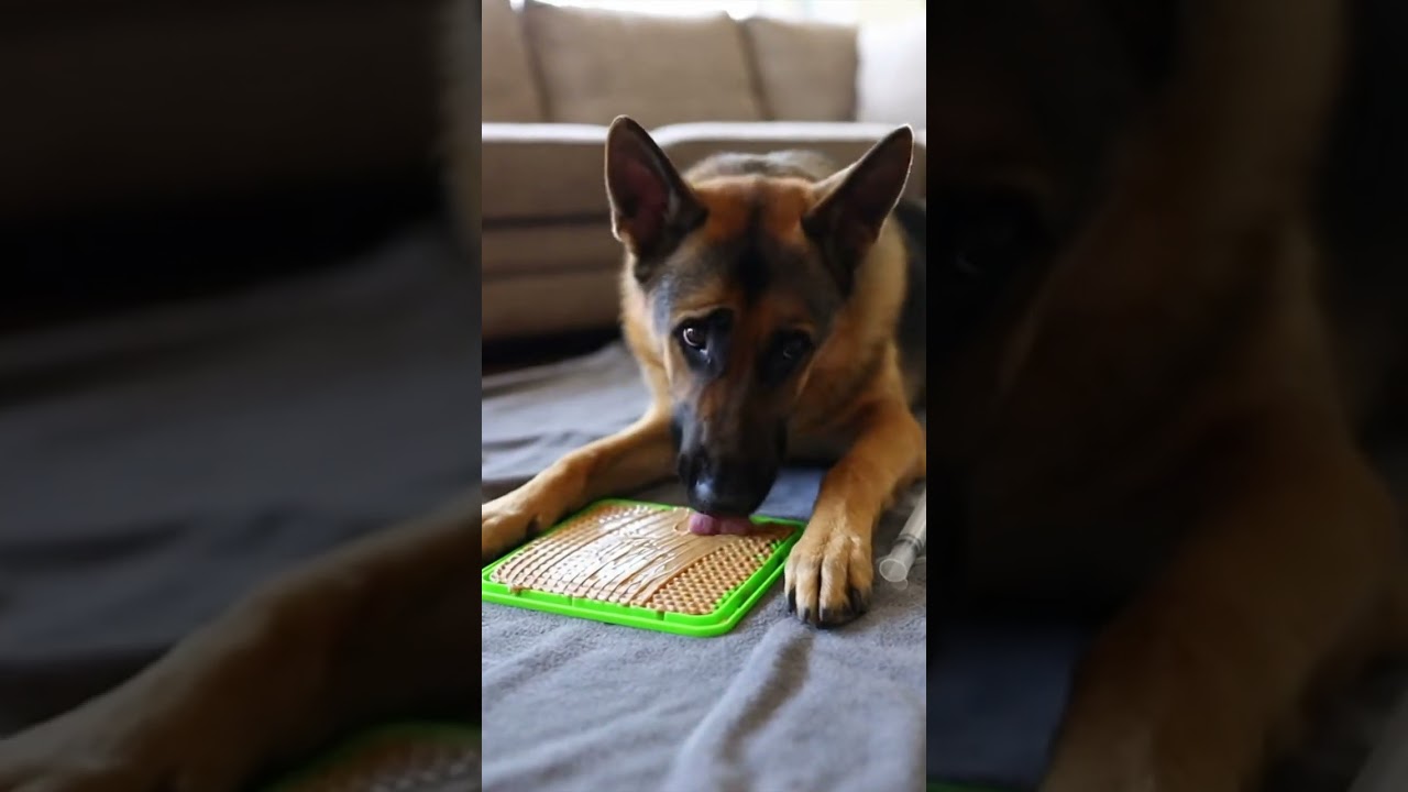 Dog Collapses the MOMENT He Sees the Injection 